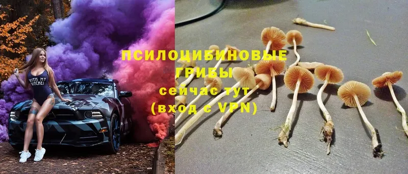 гидра ССЫЛКА  Каспийск  Галлюциногенные грибы Cubensis 